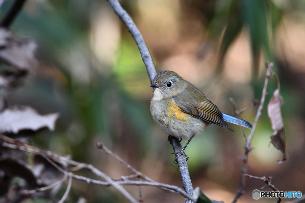 暖かな光の中で