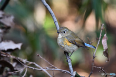 暖かな光の中で