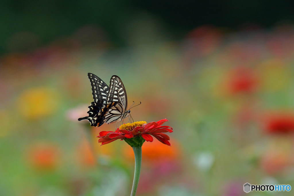 ジニアにアゲハチョウ