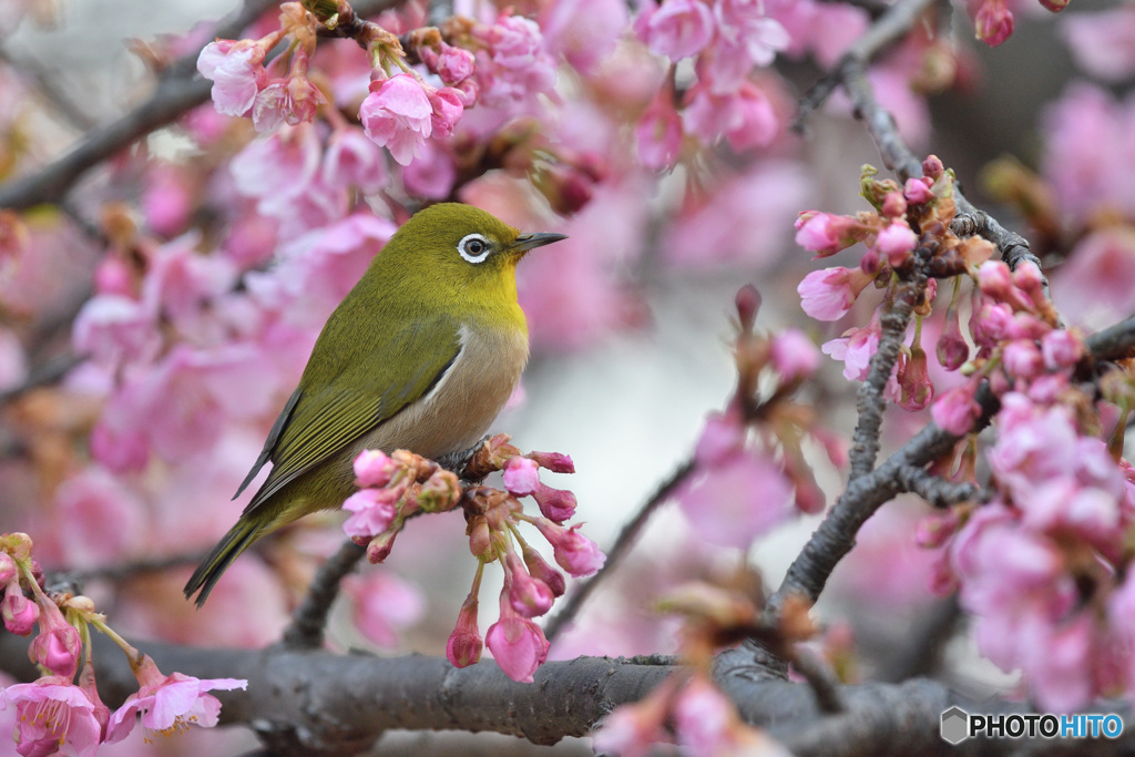 春の訪れ
