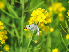 菜の花とツマキチョウ