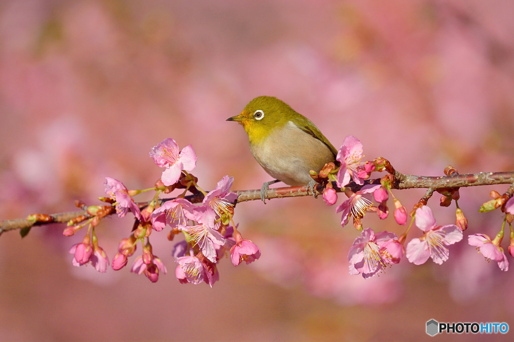 河津桜にメジロ