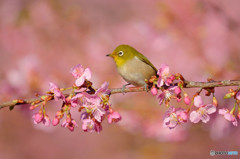 河津桜にメジロ