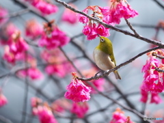 春の息吹