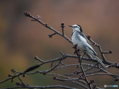 河津桜にハクセキレイ