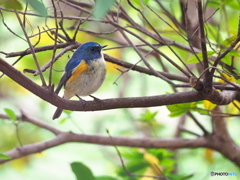 瑠璃色の鳥