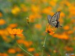 キバナコスモスとアゲハチョウ