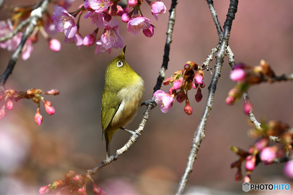 春の足音