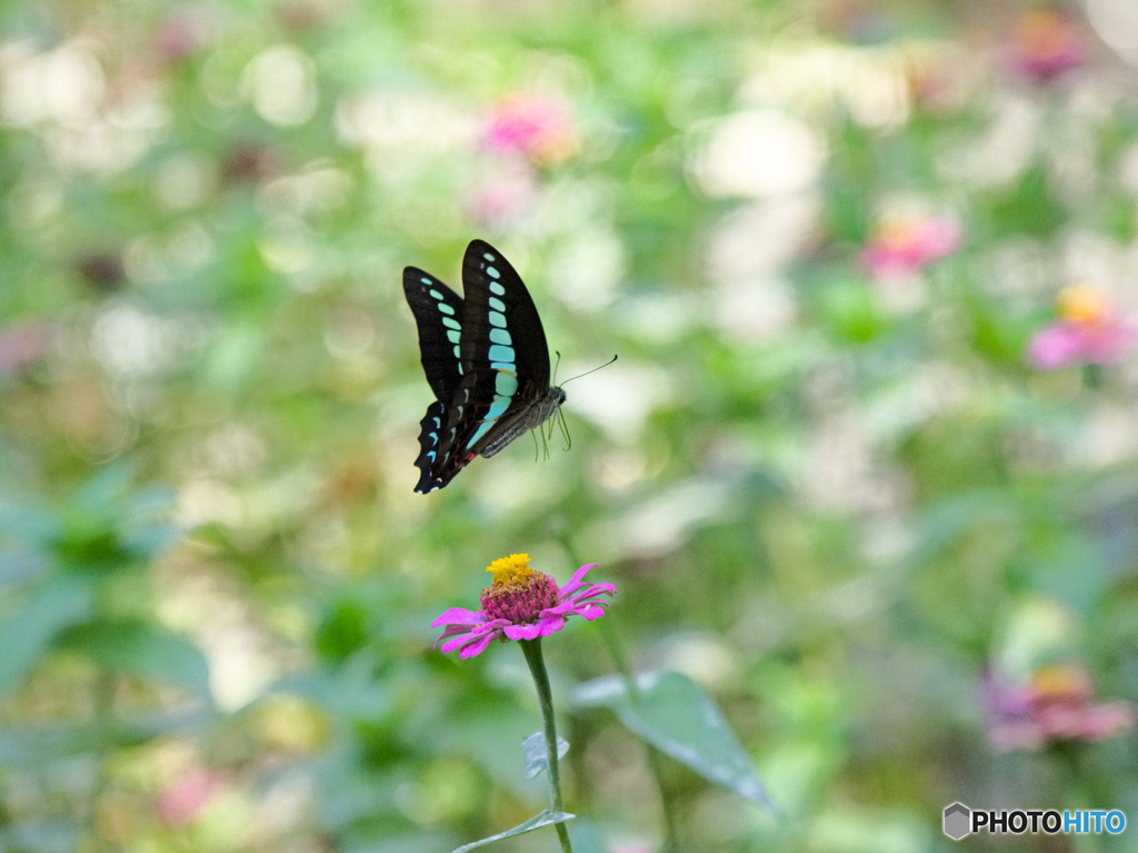fly away