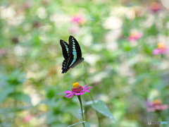 fly away