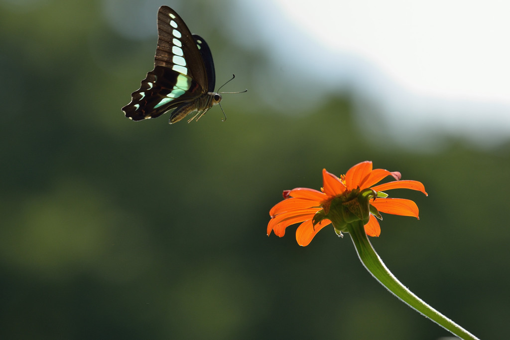 アオスジアゲハ舞う