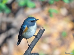 瑠璃色の鳥