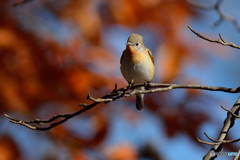 鳥たちとの会話