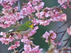 河津桜にメジロ
