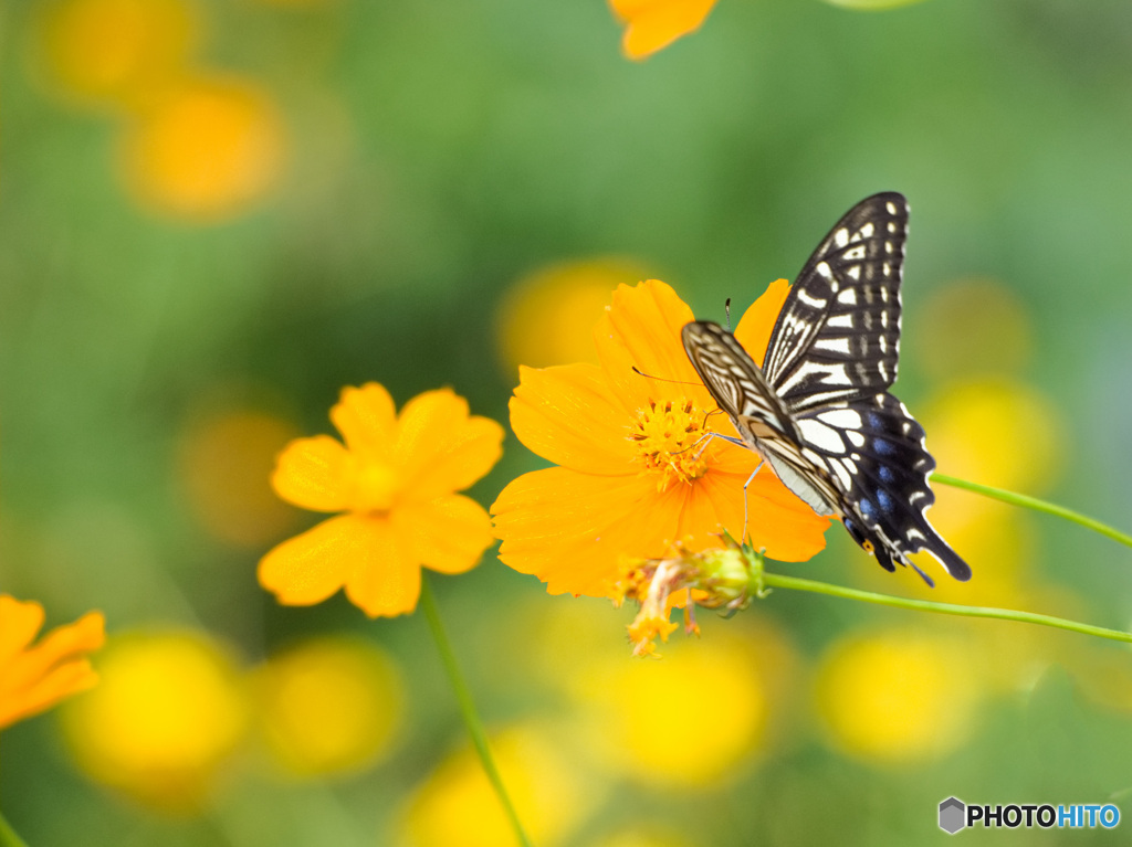 キバナコスモスに