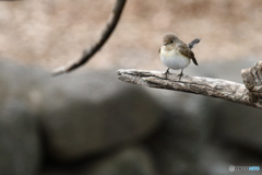 尻尾がキュン
