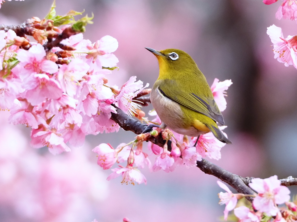 春浅し