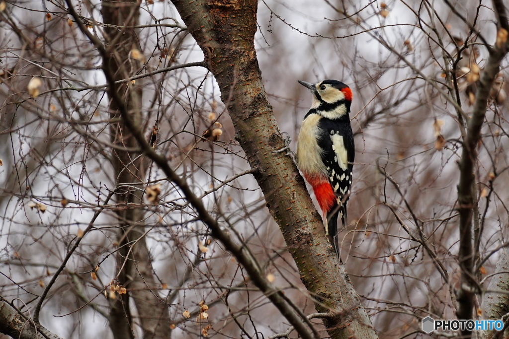 アキニレにアカゲラ
