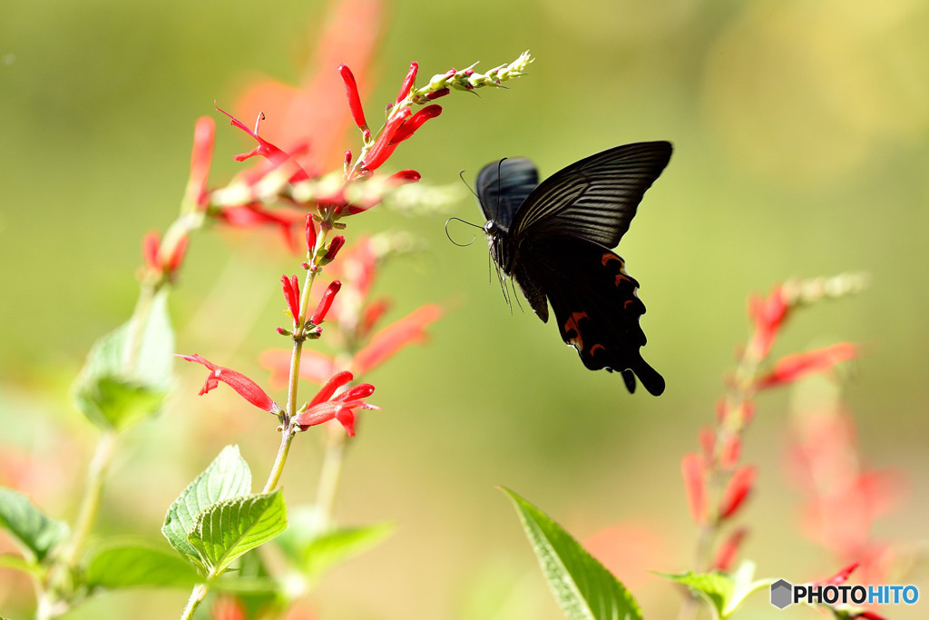 landing