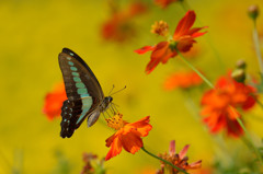 キバナコスモスにアオスジアゲハ