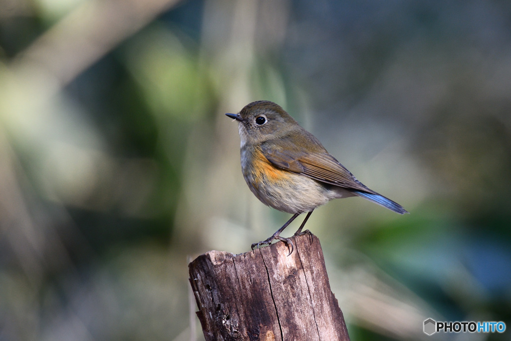 やすらぎの時間