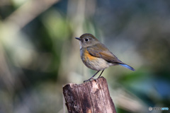 やすらぎの時間