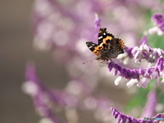 優しい時間 優しい時間