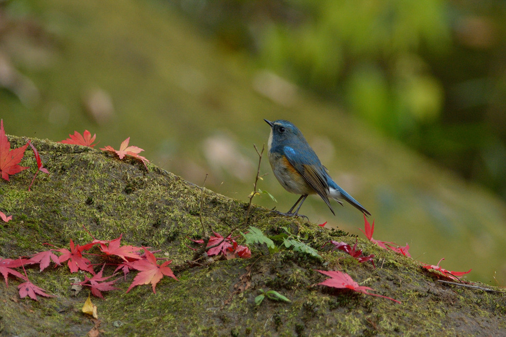 青い鳥