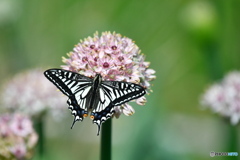 アリウムにアゲハチョウ