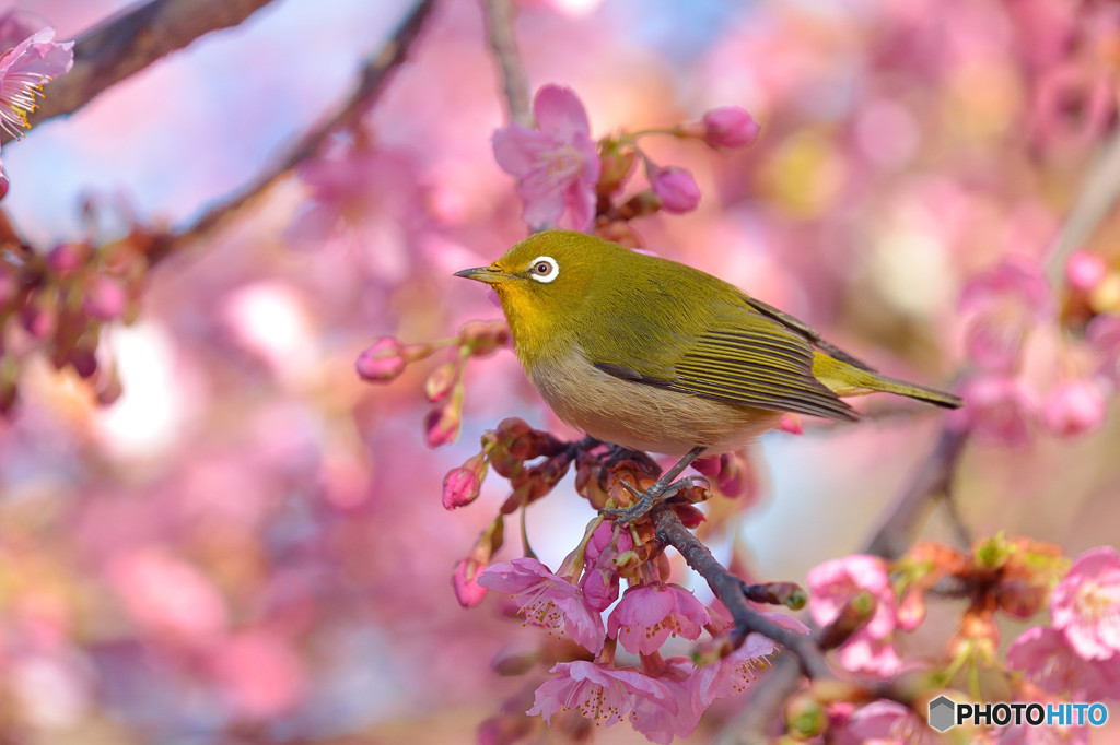 春めく