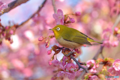 春めく