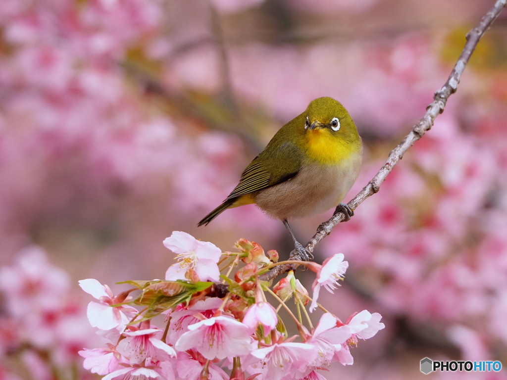 春の気配