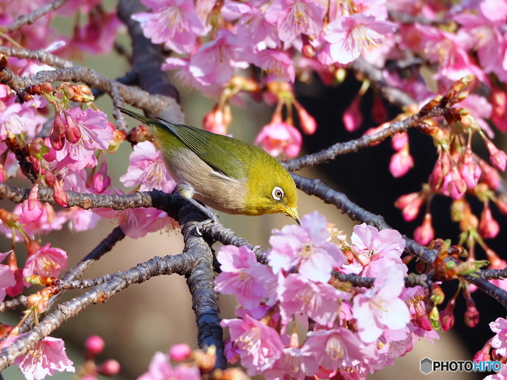 河津桜とメジロ