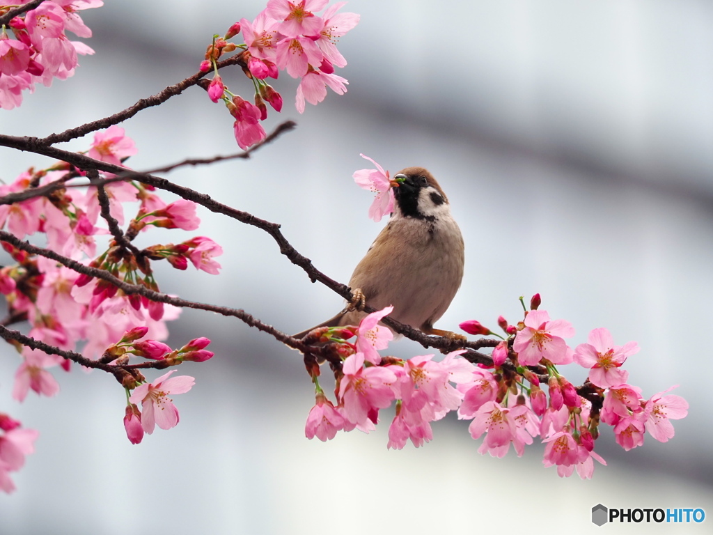 雅桜にスズメ