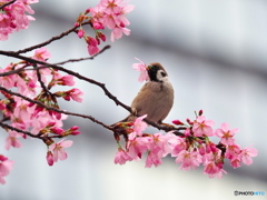 雅桜にスズメ