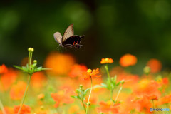 クロアゲハ舞う