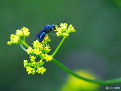 幸せ運ぶ青い蜂