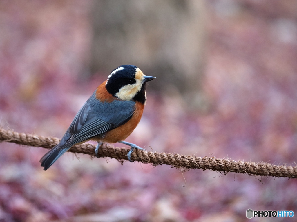 モミジバックのヤマガラさん