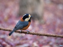 モミジバックのヤマガラさん