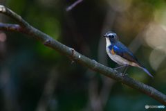 木洩れ陽の中で　～ルリビタキ～