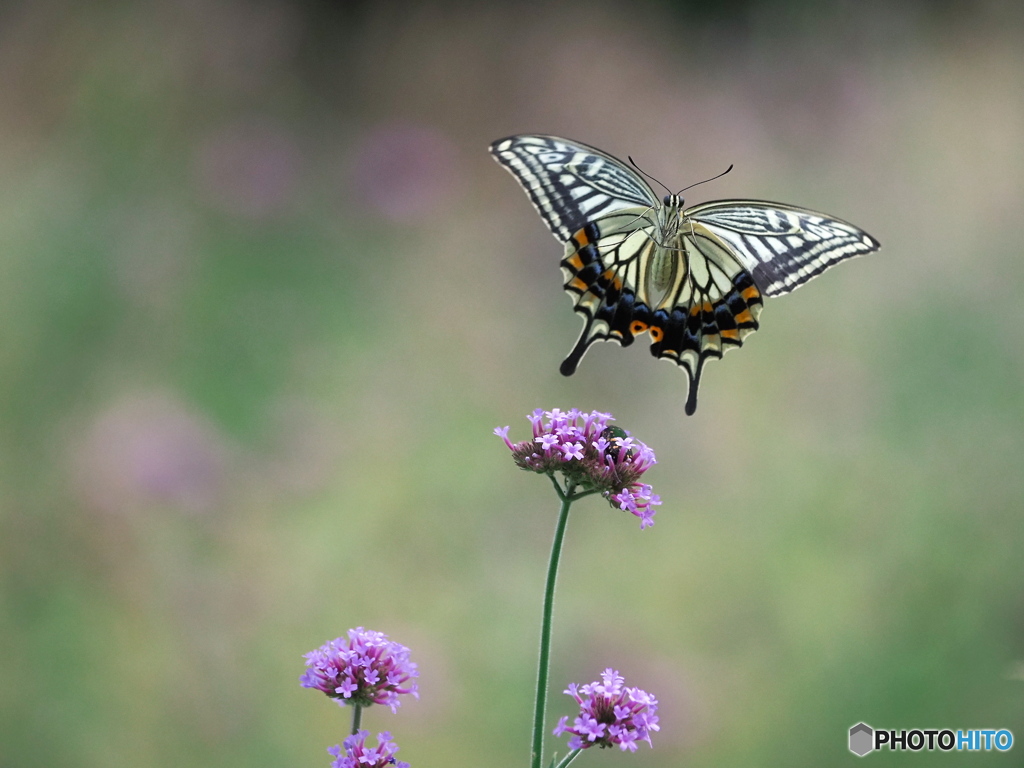FLYING
