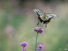 FLYING