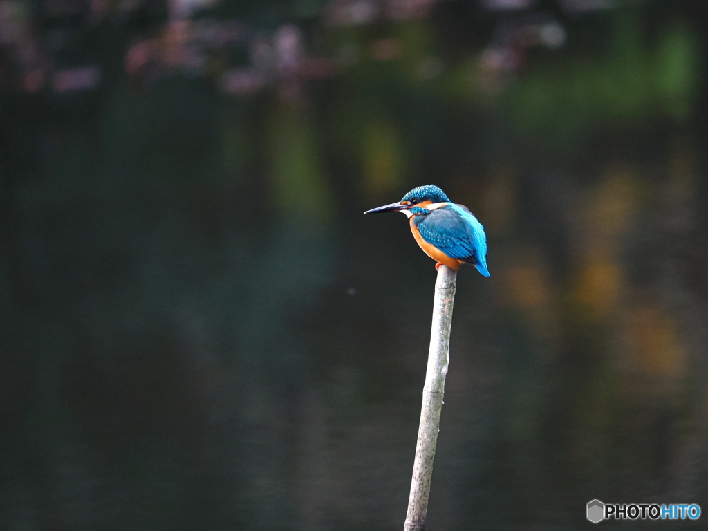 静かなひととき