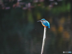 静かなひととき