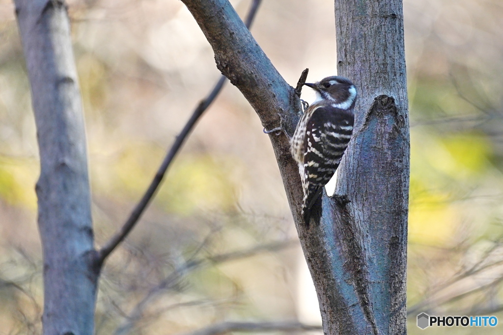 可愛いコゲラさん