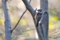 可愛いコゲラさん