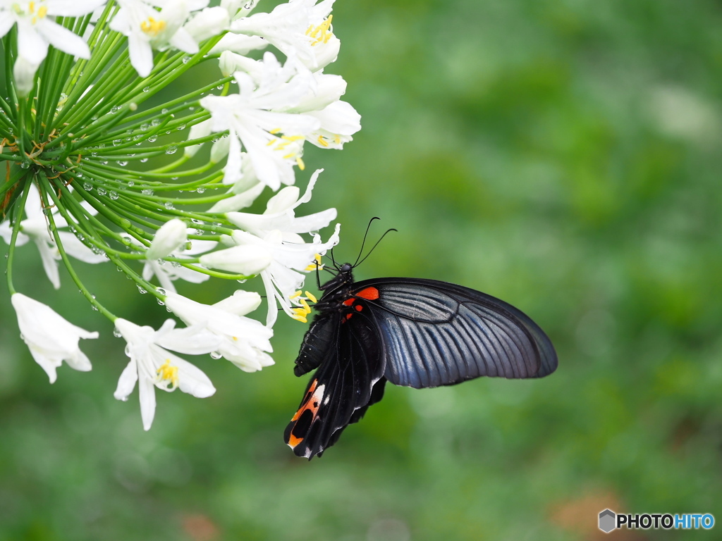ナガサキアゲハの吸蜜