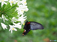 ナガサキアゲハの吸蜜