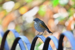 ルリビタキ♀タイプ