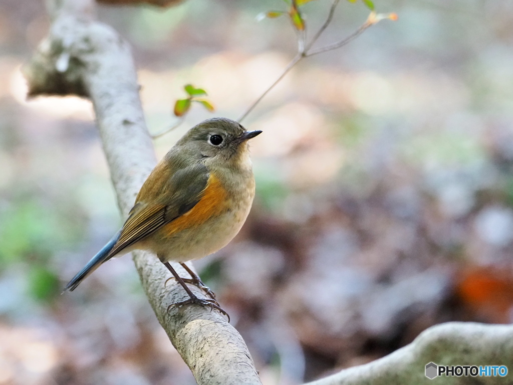 ゆるやかな時間